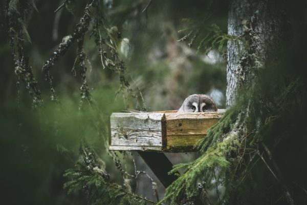 Metsän siimeksessä